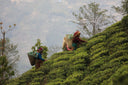 Rishi Tea pickers in Nepal
